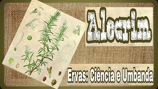 # ALECRIM # Ervas: Ciência e Umbanda