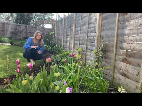 How to plant up a shady border