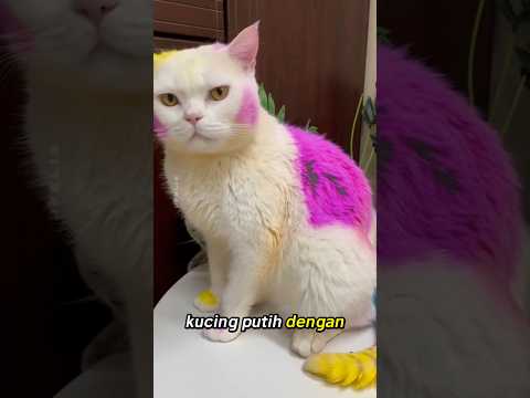 Kucing Putih Ini Selalu Ditolak Sampai Seorang Gadis Mewarnai Bulunya, Keajaiban Terjadi #animals