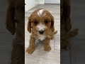 Cavapoo dogs for sale: Rocket - Video 1