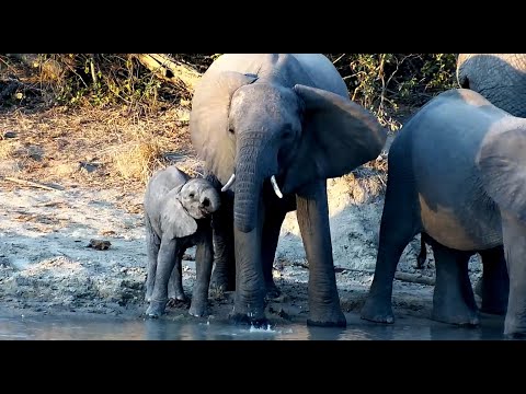 Elephant Herd with small baby 6/9/25