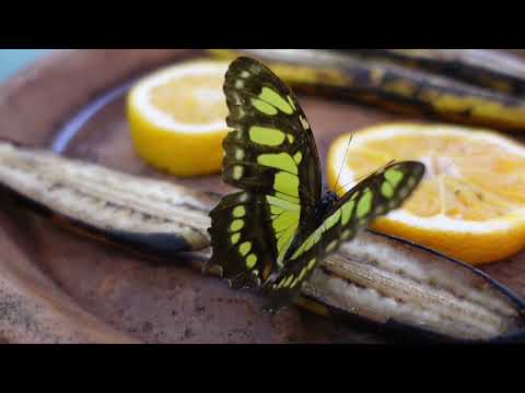 Relaxing music for positive energy #Relaxing #Music #PositiveEnergy thinking like the flowers