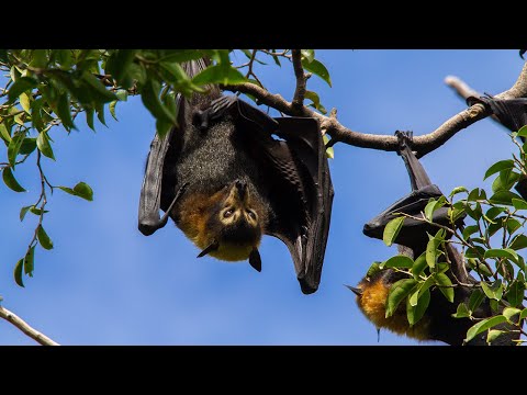 GIANT BATS! - Spectacled Flying Foxes - High Definition