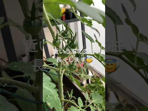 トマトを早く成長させるのに最適な肥料は何ですか?リーダーに従う ！  庭園