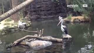 preview picture of video 'Bali Bird Park'