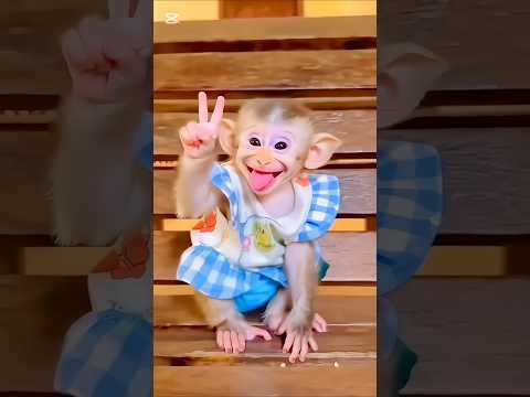 One or Two banana🍌😆😂👈 Tom and Jerry #shorts #trending #viralvideo #tom #jerry #funny #comedy #video