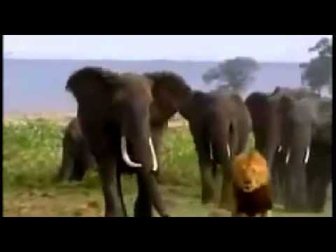 Elephant vs Lion