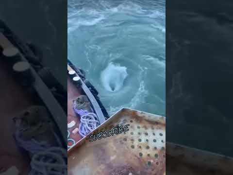 #mrbeast #lockdown #whale