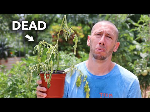 Die Hitze vernichtet meine Pflanzen... 7 Tipps, wie Sie Ihren Garten retten können