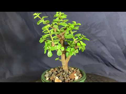 Mallsai - Early August 2020