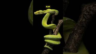 Download lagu HEWAN KETIKA MELAHIRKAN #fitrahsurya #shorts mp3