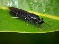 Black Soldier Fly Production Part 1 Introduction