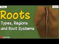 Roots Types Regions Root Systems Biology IKen IKenEdu IKenApp