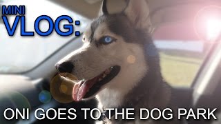 Mini-Vlog: Oni goes to the Dog Park