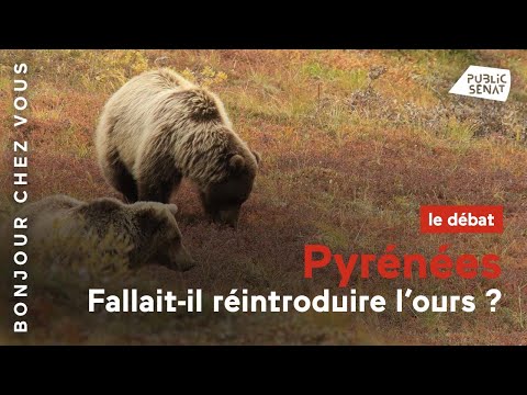Pyrénées : fallait-il réintroduire l'ours ?