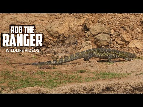 Nile Monitor Lizard | Maasai Mara Safari | Zebra Plains