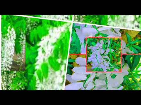 DIY/How to make Hand made Wisteria  Flower From  Crepe Paper 🌺🌹🌺Art and Craft/Tutorial