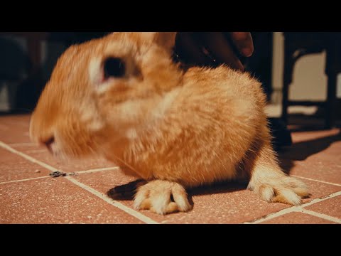 Feloni19 - Force Lakka Rabbit (Official Video) Richpree