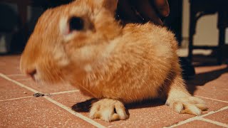 Download lagu Feloni19 - Force Lakka Rabbit Richpree mp3 Download lagu Feloni19 - Force Lakka Rabbit Richpree mp3