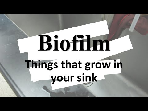 Your Sink Under Microscope--Biofilm