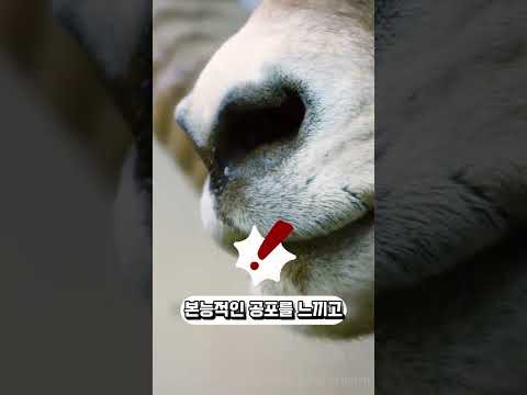 강아지가 산양의 등을 물어뜯었던 이유
