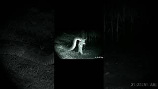 Download lagu 😱 Kitten Taken by Giant Anaconda – But What Happens Next Will Shock You!#cats#shorts#wildlife mp3