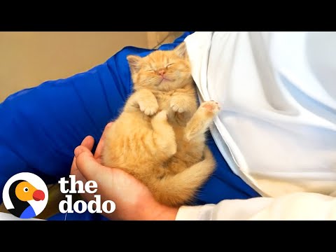 Chonkiest Kitten With Dwarfism Turns Back Into A Baby | The Dodo
