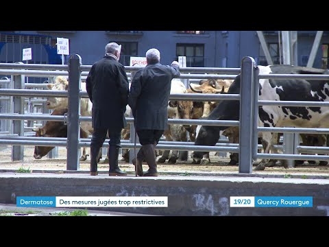 Exportation interdite : le spectre de la DNC impacte fortement le marché aux bestiaux de Laissac