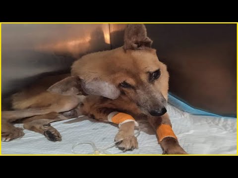 Even Though She's Ugly, She Deserves to Live! Dog Tearfully Endures Suffering