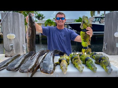 Invasive IGUANA & Snakehead- Catch Clean Cook- AMAZING Iguana Recipe!