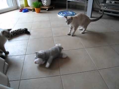 Samira und Saida mit Roffle-Lachkatze