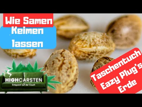 Germinating seeds 🌱 Which method is the best 🤔🥦#420