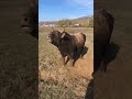 Hulk bull || biggest bull sounds.... #bull #animalssounds #viral #shorts #shortvideo