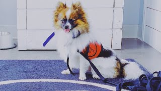 Service dog owner traumatized after pet dies in trainer's hot car
