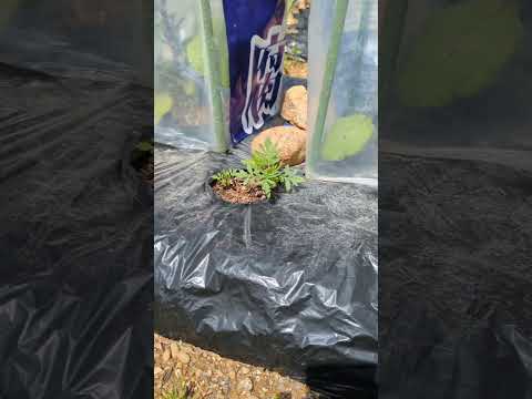 なぜマリーゴールドを菜園に植えるのですか？いつ、どのように行うのですか?  庭園