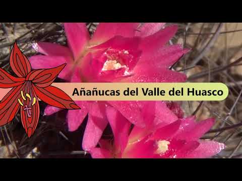 Añañucas del valle del Huasco / Atacama / Chile