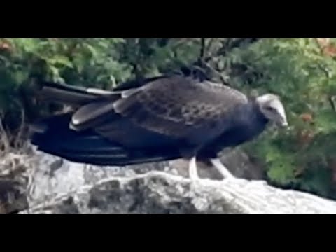 Turkey Vulture red head Cathartes aura