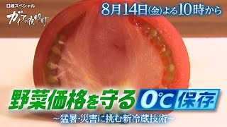 ガイアの夜明け【野菜価格を守る０℃保存～猛暑・災害に挑む新冷蔵技術～】予告