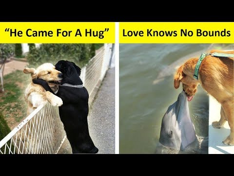 Wholesome Animal Photos That Will Make Your Day (Spoiler: Cuteness Overload) Video