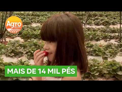 Produtores antecipam colheita de morango em Planaltina (GO) e famílias fazem visita | Agro Record DF