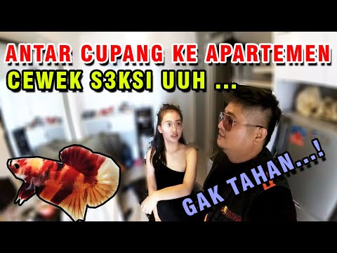 ANTAR IKAN CUPANG KE PEMBELI CANTIK DAN S3KSI BRAY KUUUU... #DEAL 1 JT