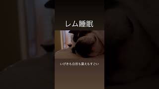 犬飼ったことない人が不安になる動画 #ボストンテリア