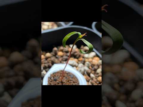 イロハモミジ「オレンジドリーム」 植物