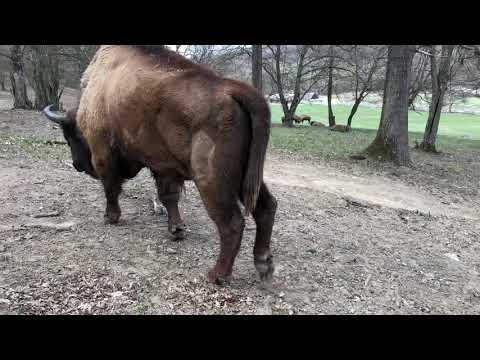 Rezervatie Zimbri (Bison Nature Reserve), Hateg, Hunedoara, Romania