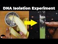 DNA Isolation Practical Class 12