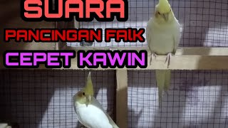 Download lagu SUARA FAlK CEPET KAWIN mp3