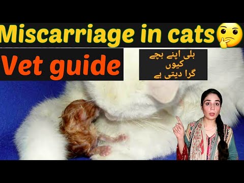 Why does miscarriage happens in cats /sign of a Miscarriage in cats/ cat care during pregnancy