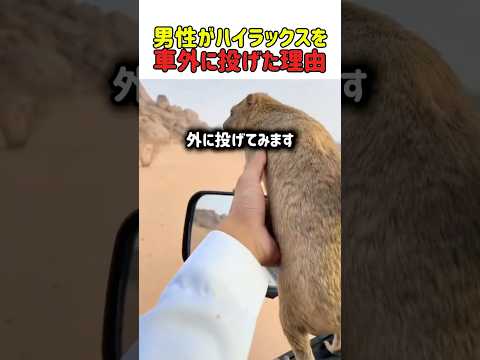 【爆笑】砂漠に帰そうとしたら「捨てられた！」と大勘違いｗ 全速力で車を追いかけ、最後はブチ切れて拗ねる奴ｗ　#おもしろ動画 #爆笑 #全速力 #勘違い #激おこ #ハイラックス #砂漠 #shorts
