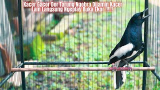 Download lagu GAK BUTUH LAMA KACER FIGHTER LANGSUNG NYAUT IKUT GACOR, Kacer Tarung Full Ngotot BONGKAR MATERI !!! mp3