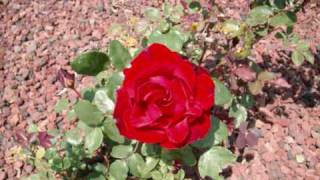 Barbara - Une petite cantate